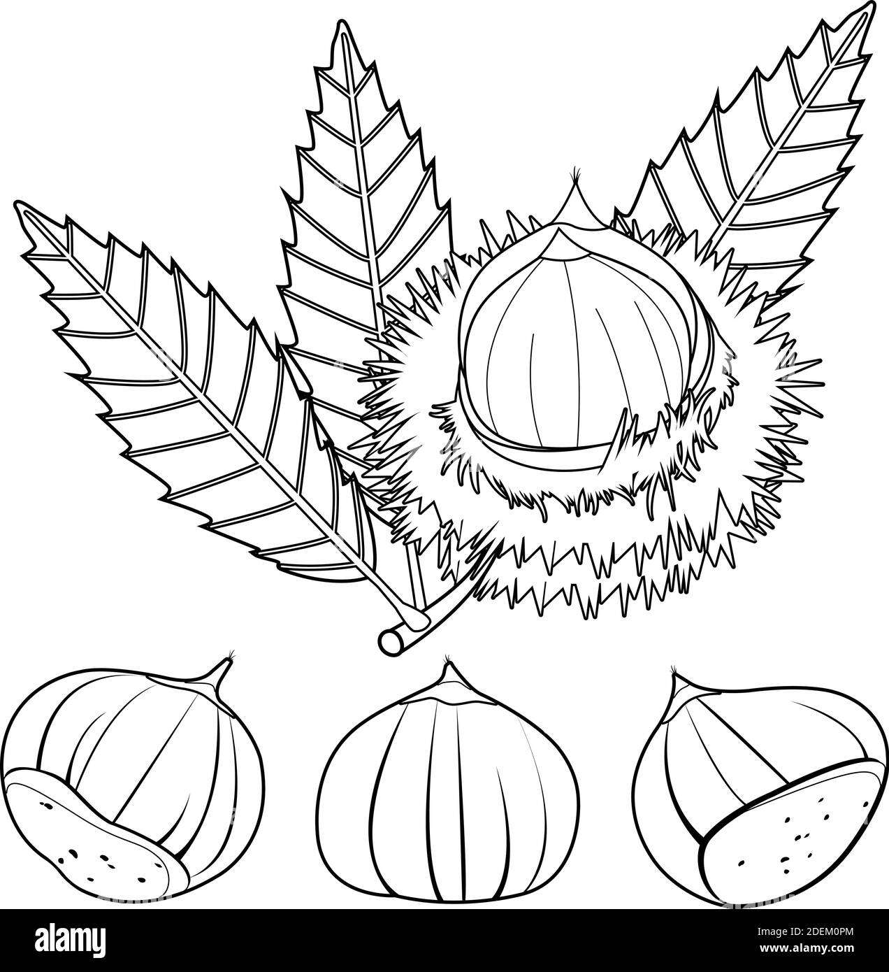 Frutta e piante di castagno dolce. Pagina vettoriale in bianco e nero Illustrazione Vettoriale