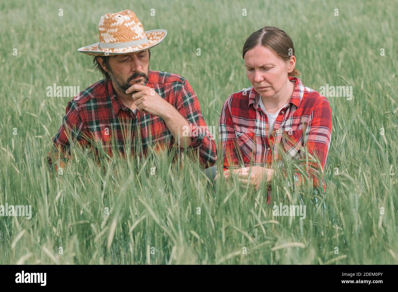 Agricoltori agronomi che esaminano lo sviluppo di spighe di orzo verde in campo, donna e uomo agricolo che lavorano su piantagione di cereali, fuoco selettivo Foto Stock