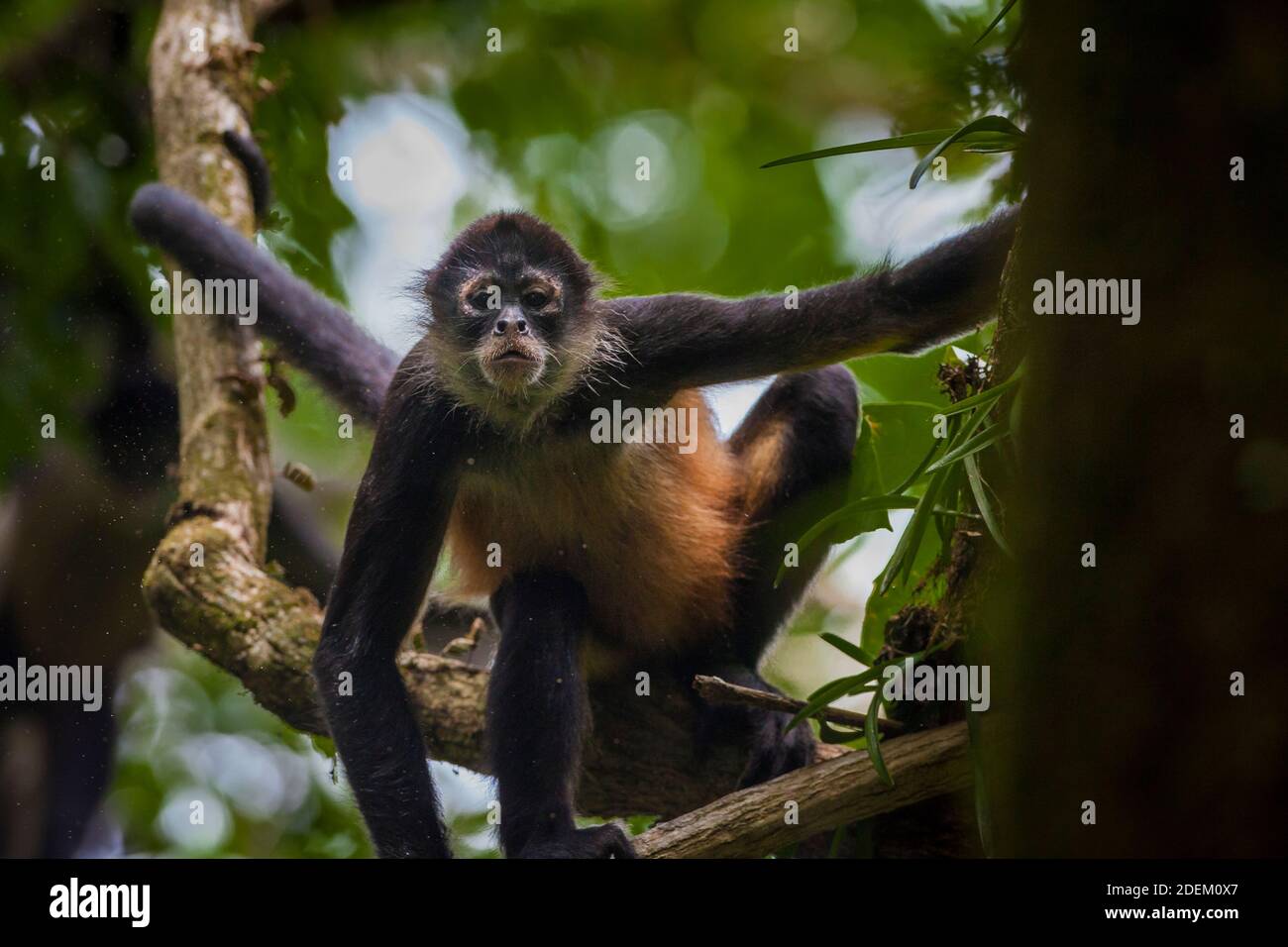 Azuero Spider Monkey, Ateles geoffroyi azuerensis, dentro la densa foresta pluviale di Cerro Hoya national park, provincia di Veraguas, Repubblica di Panama. Foto Stock