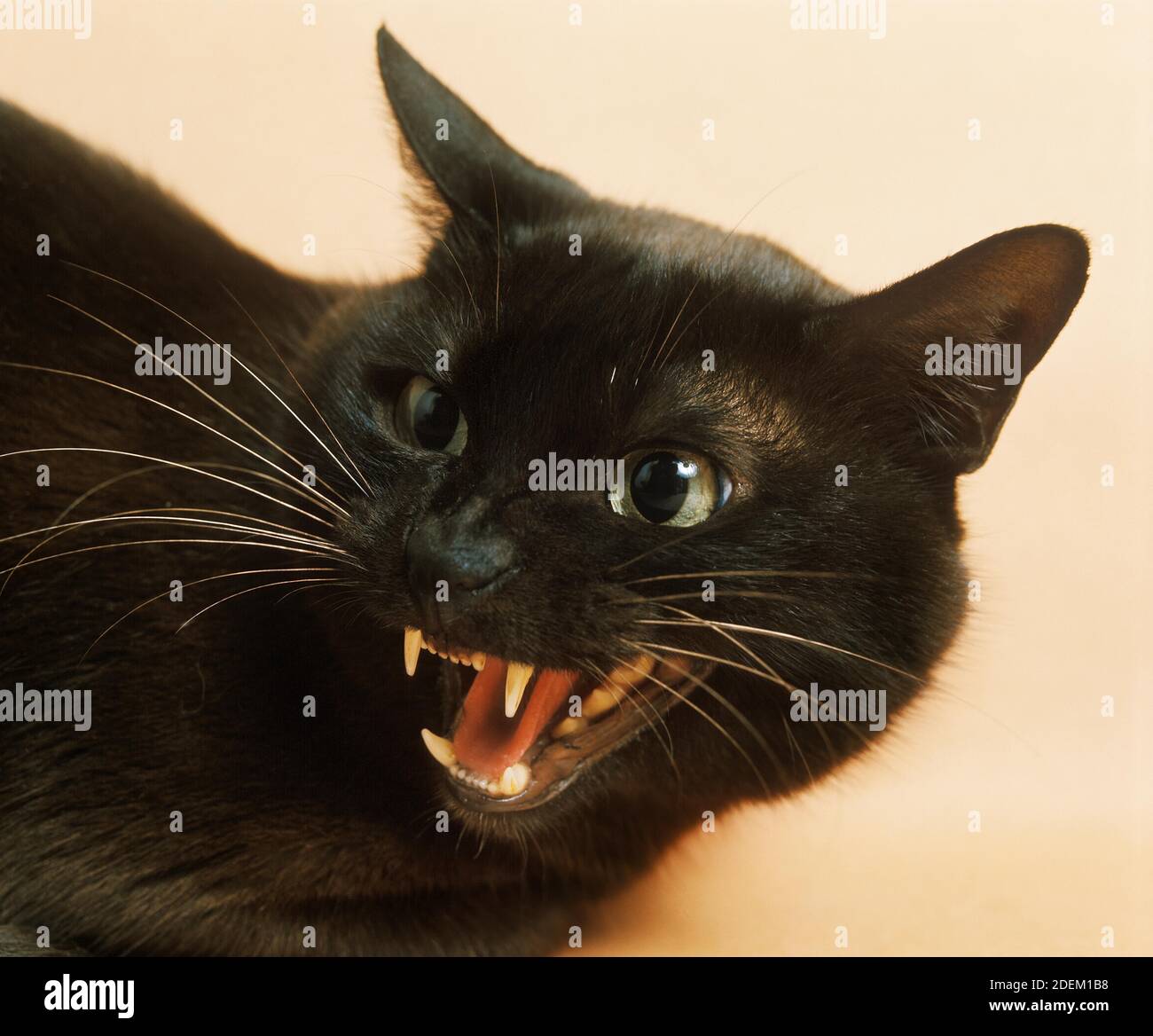 Zibeline Birmano gatto domestico, Ritratto di serpente adulto 091292 Gerard LACZ Foto Stock