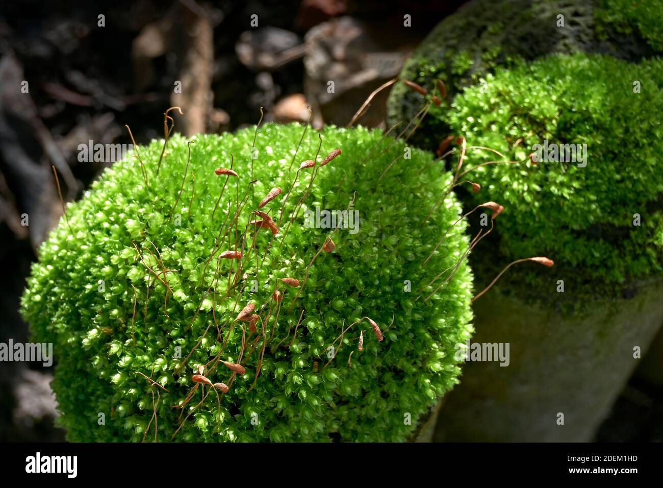 Pali da giardino ricoperti di muschio verde in autunno. Foto Stock