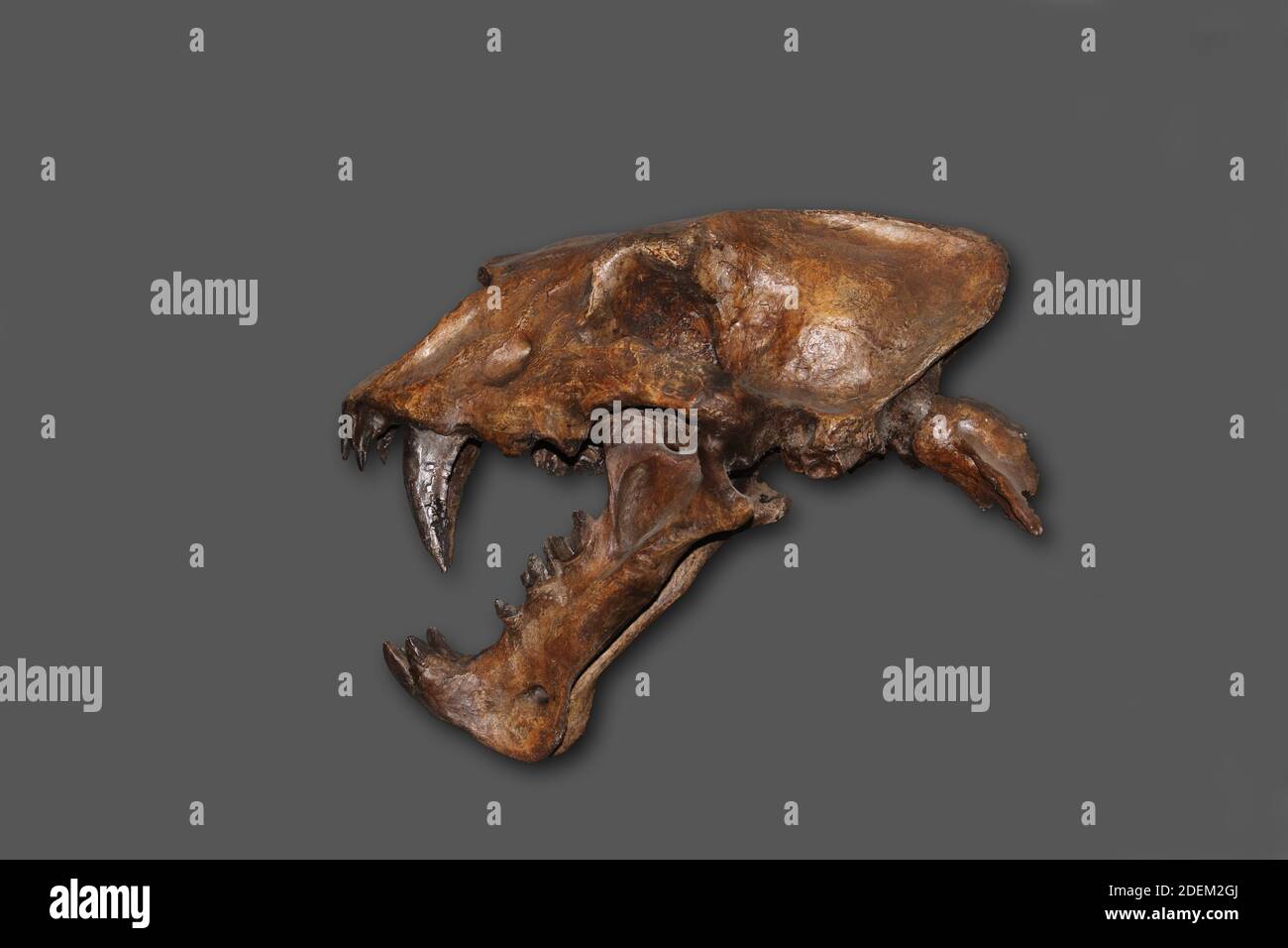 Cranio di Scimitar Cat, homotherium siero, dai Denti a Sciabola Cat scomparso 10 000 anni fa, Museo Beringie in Canada Foto Stock