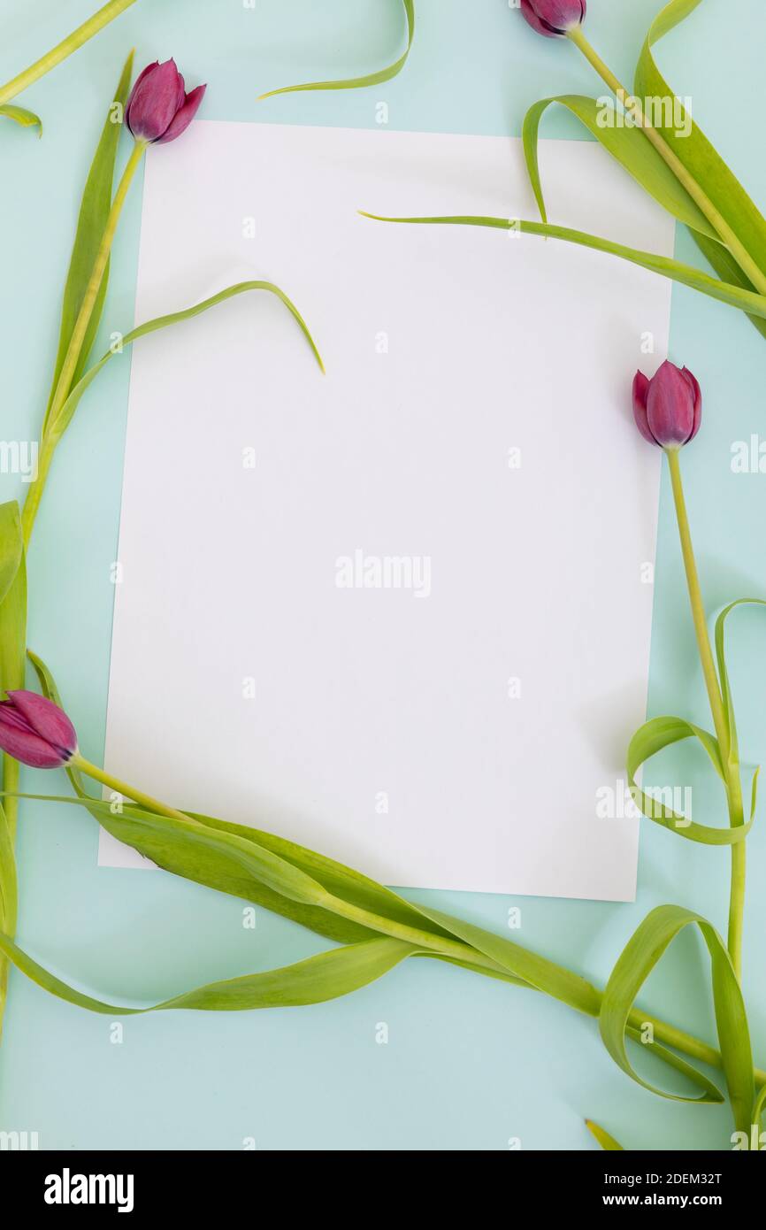 Carta bianca circondata da tulipani rosa su sfondo blu Foto Stock
