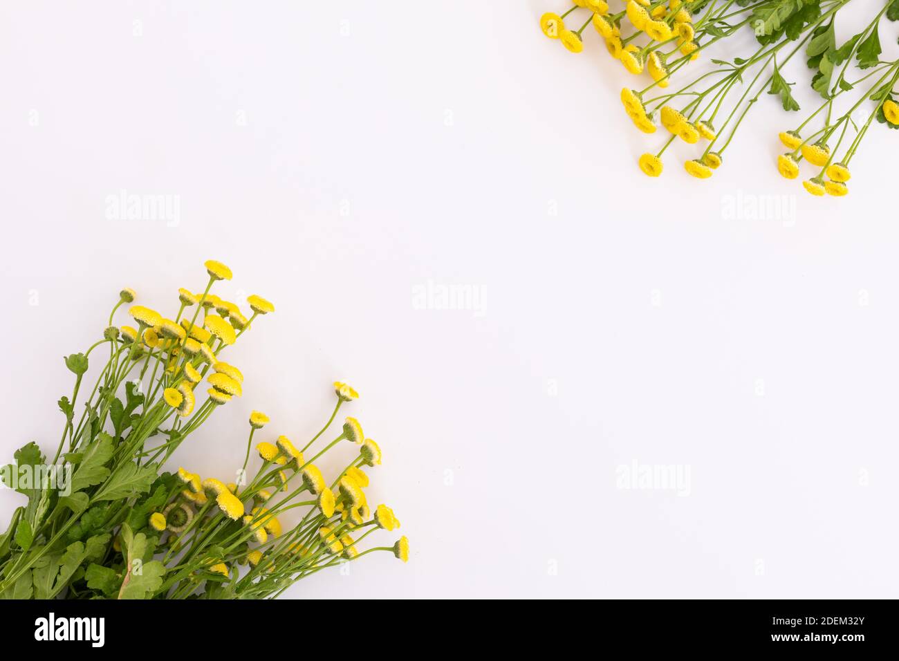 Due grappoli di fiori di prato giallastro su sfondo bianco Foto Stock