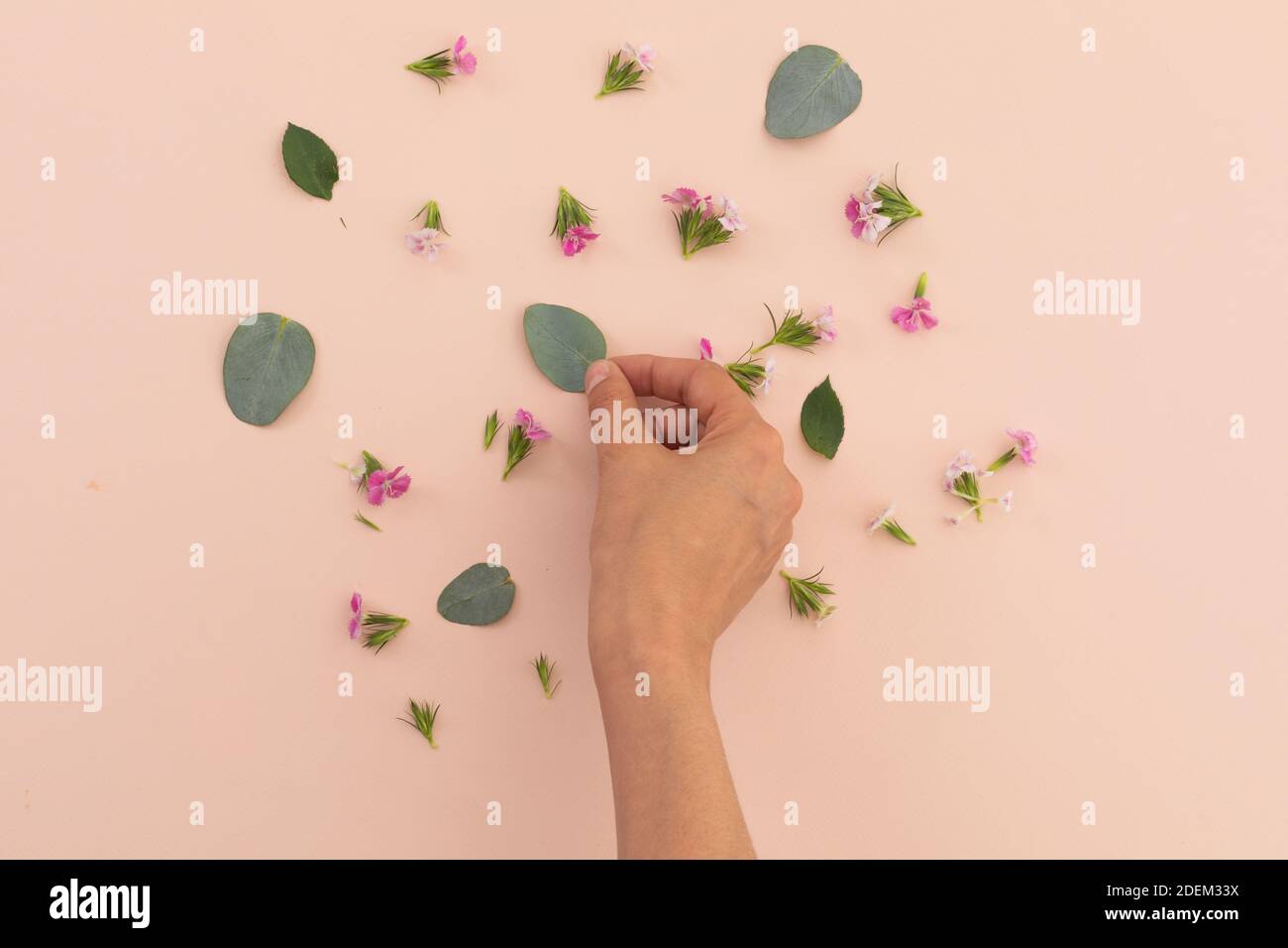 Persona che organizza fiori e petali rosa su sfondo rosa Foto Stock