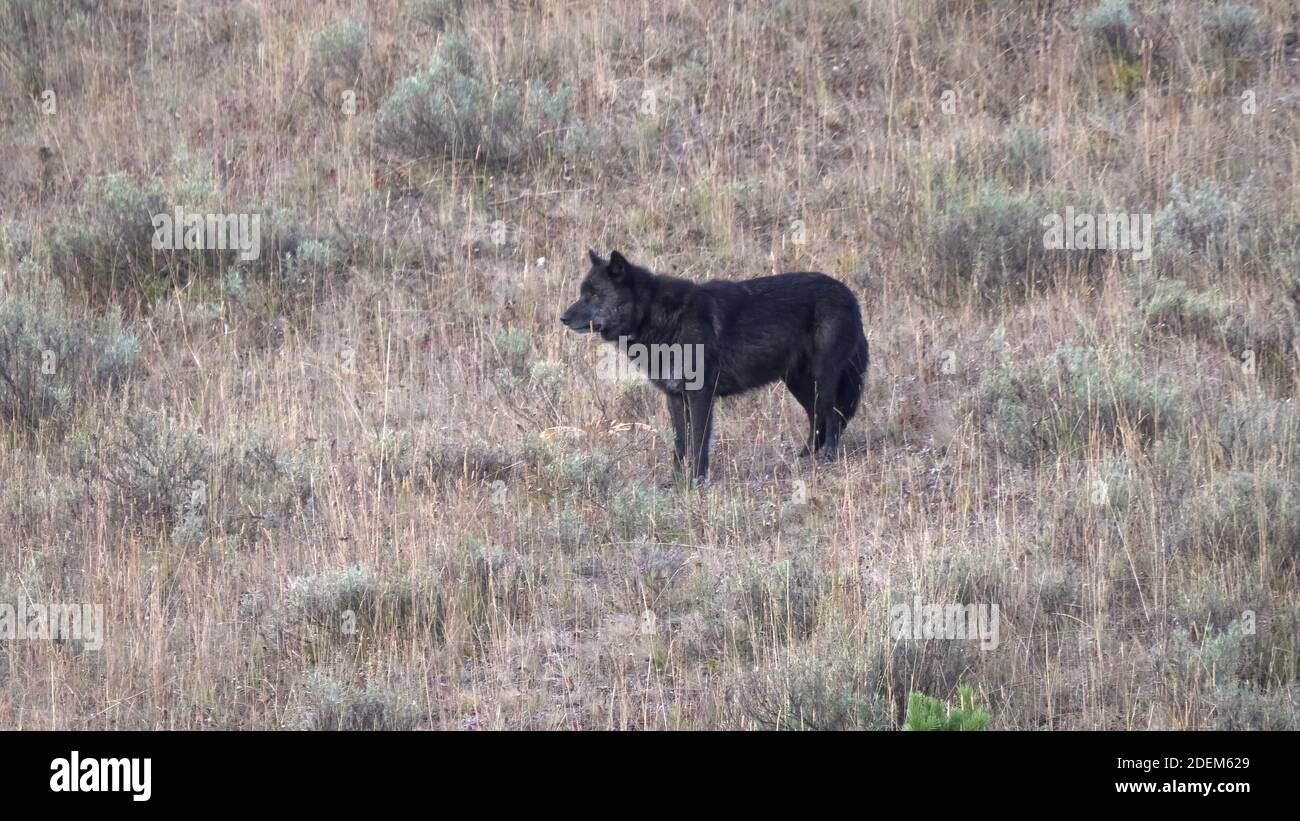 vista laterale della mattina presto del lupo maschio nero alfa in piedi su una collina nella valle di hayden a yellowstone national parcheggio Foto Stock