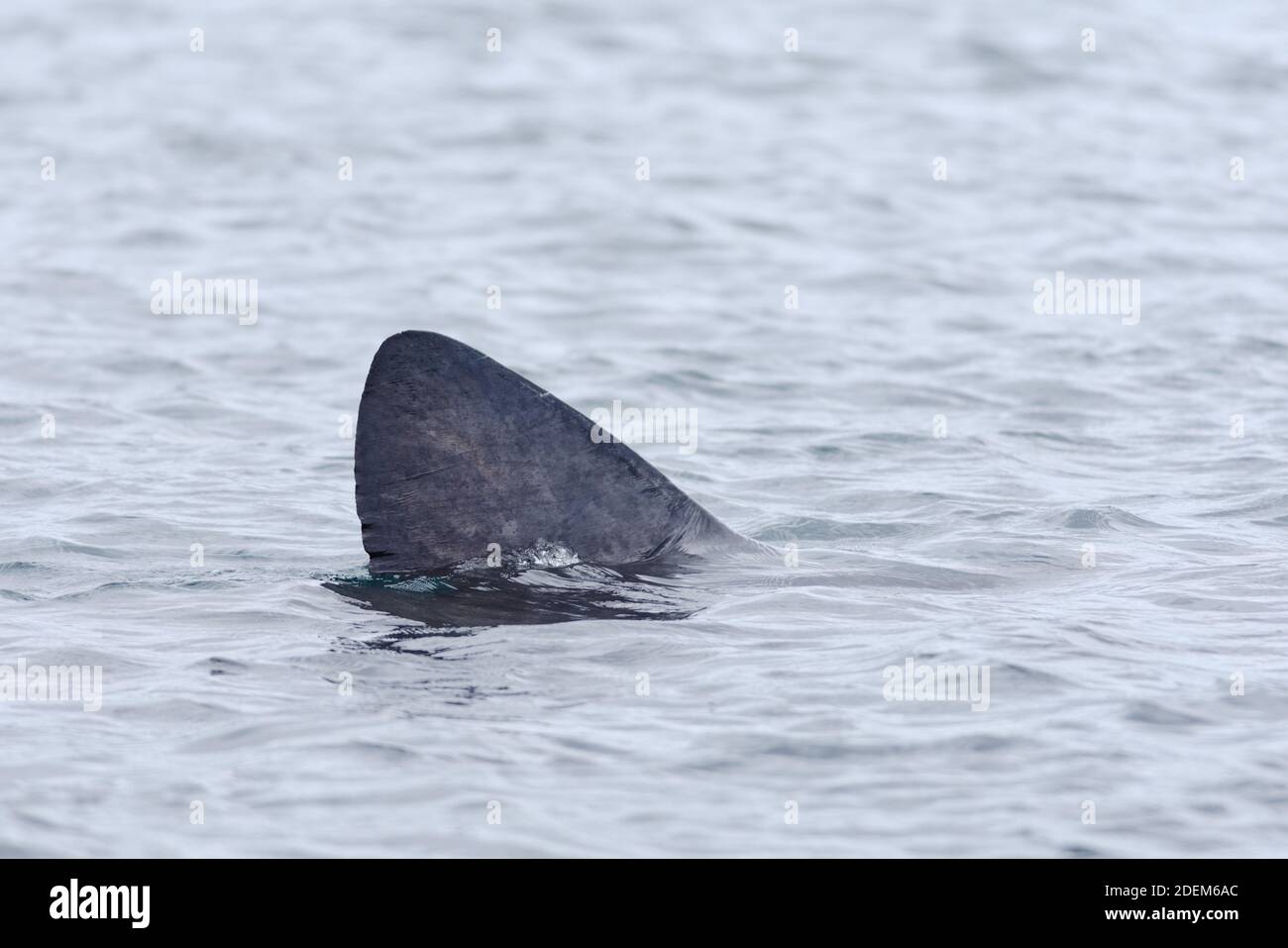 1 - Profilo laterale dettagliato di una pinna dorsale di squalo crogiolante tra le acque marine scozzesi sovrastate grigie al largo della riva dell'isola di raasay. Acqua da taglio. Foto Stock