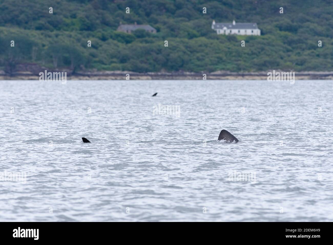 La coda e le pinne dorsali di due grandi squali a crogiolarsi nuota in direzioni alternative mentre i loro sentieri si incrociano di fronte Di una parte rurale dell'isola di Raasay Foto Stock