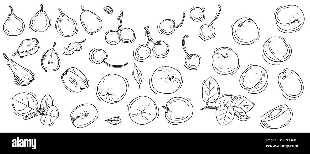 insieme vettoriale di frutti lineari e foglie. Illustrazione Vettoriale