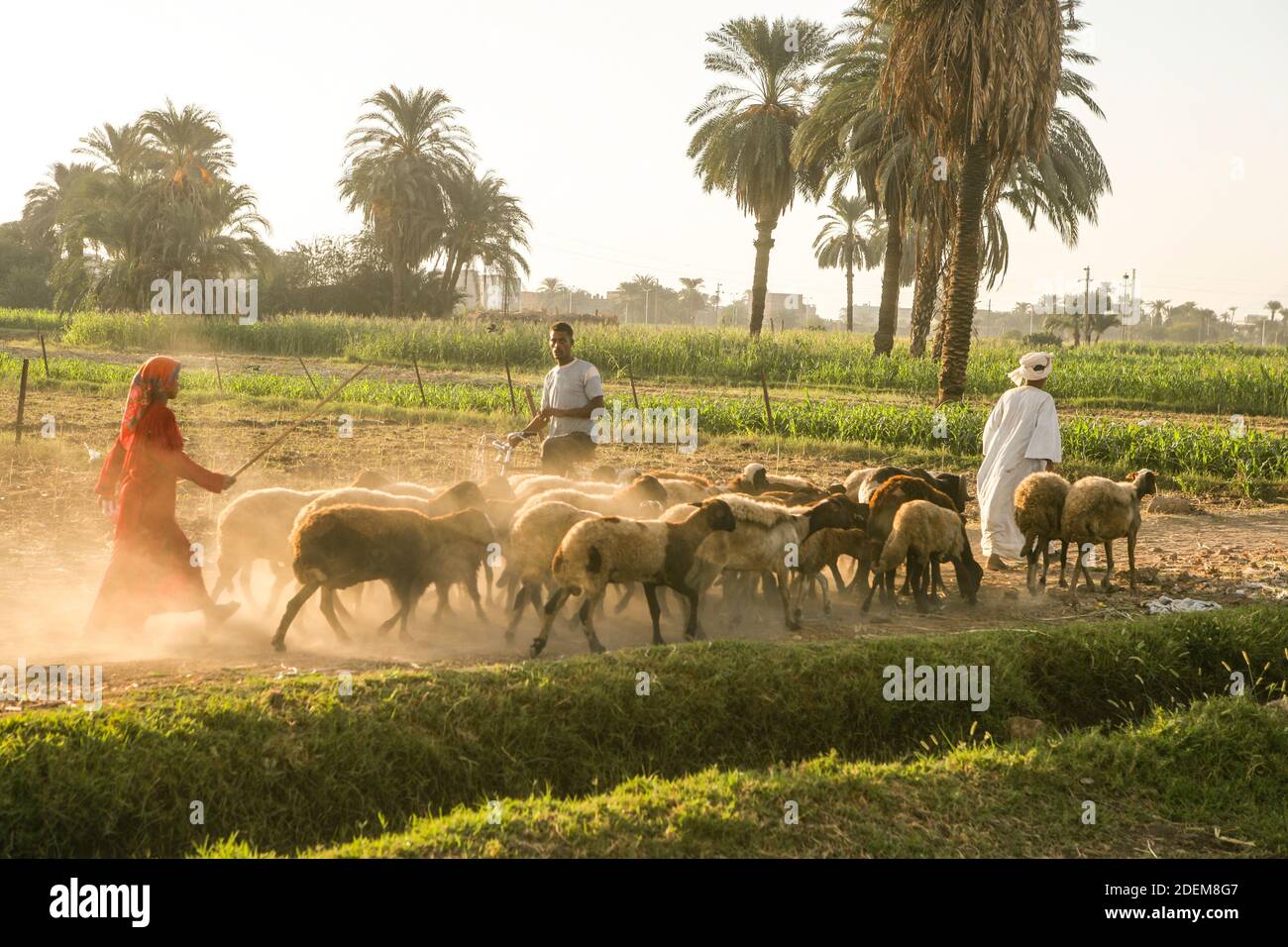EGIZIANI IN EGITTO Foto Stock