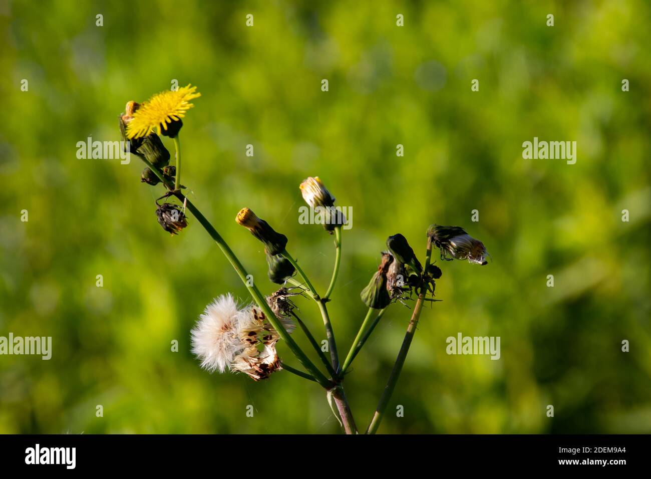 Primo piano di fiori gialli e testa di semi bianchi della civetta comune, chiamata anche Sonchus arvensis Foto Stock