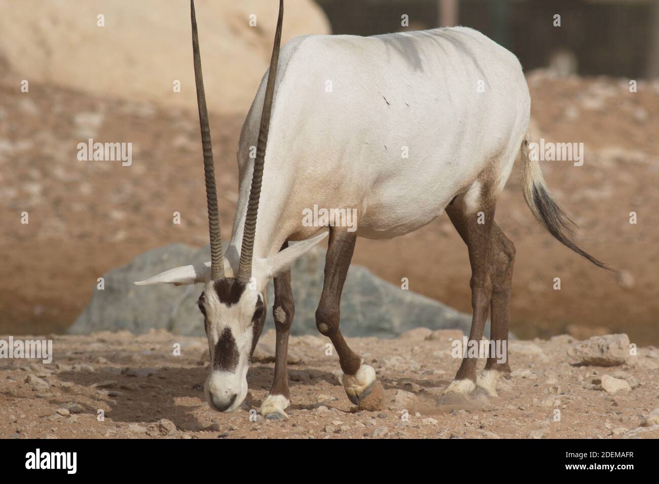 L'orice Arabo o orice bianco è un'antilope di medie dimensioni con un rilievo a spalla distinto, corna lunghe e diritte e una coda tufted. Foto Stock