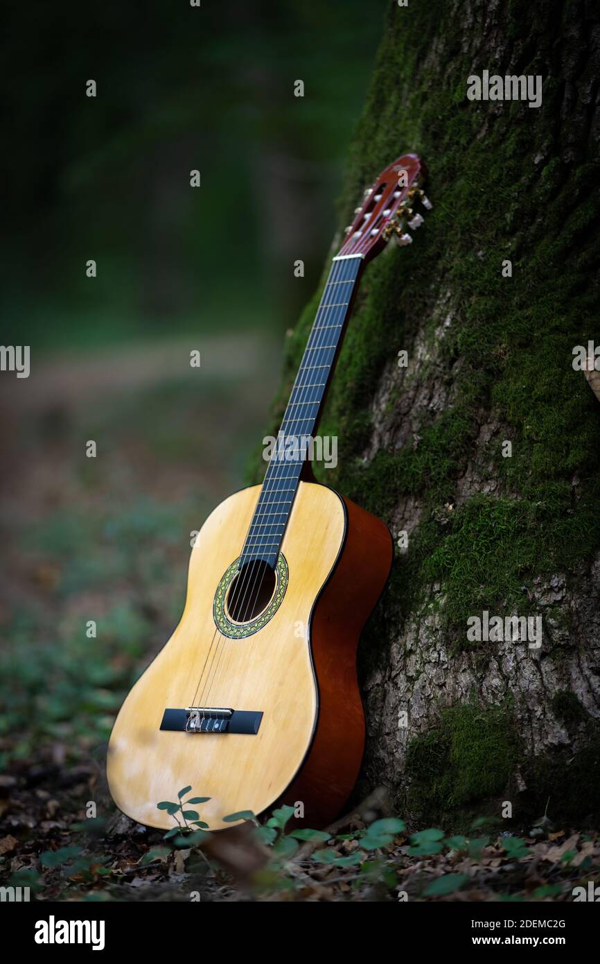 Chitarra acustica, si appoggia sull'albero, tema musicale con chitarra acustica Foto Stock