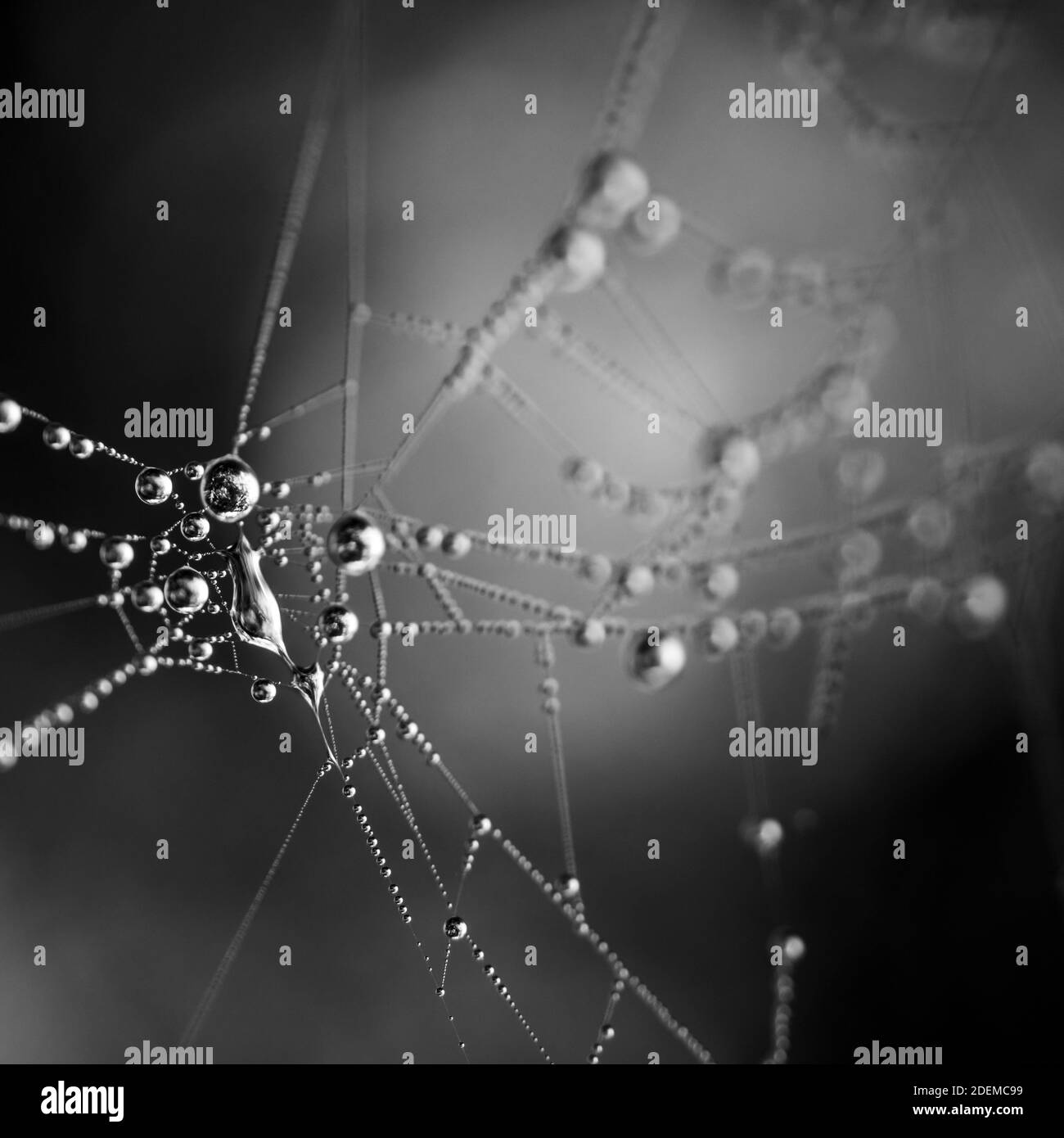 Detalles de la naturaleza en el Pirineo francés. Pirineo. Francia. Europa Foto Stock