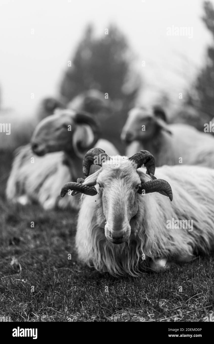 Ovejas en el Pirineo Frances. Francia. Europa Foto Stock
