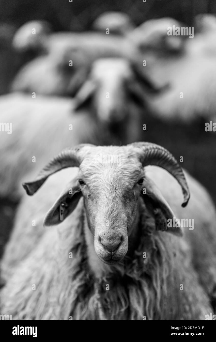 Ovejas en el Pirineo Frances. Francia. Europa Foto Stock