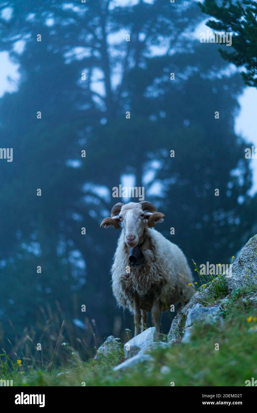 Ovejas en el Pirineo Frances. Francia. Europa Foto Stock