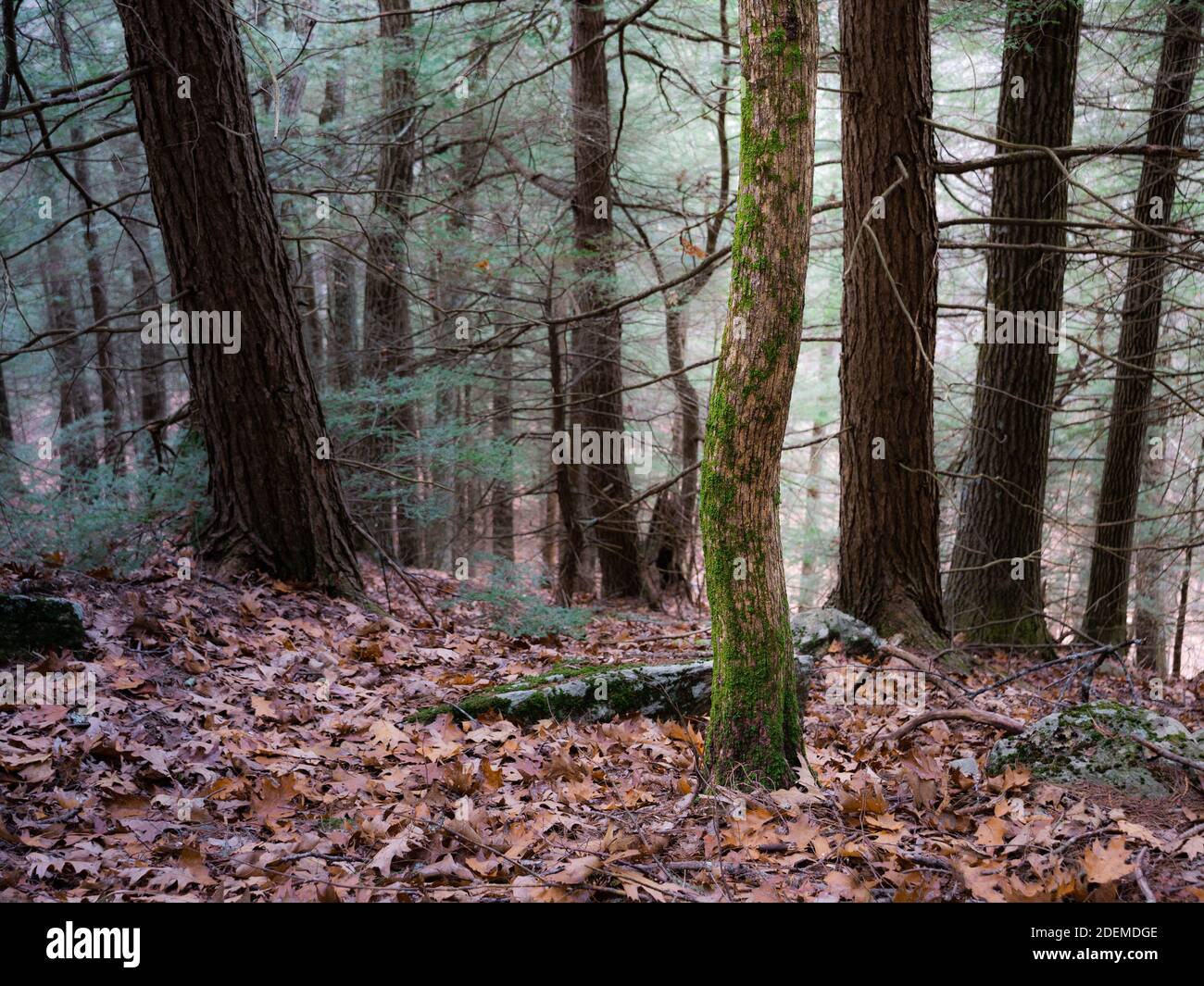 Un albero nella foresta vicino Jacobs Hill a Royalston, Massachusetts. Questo albero aveva appena la giusta quantità di curvatura nel tronco per renderlo interessante. Foto Stock