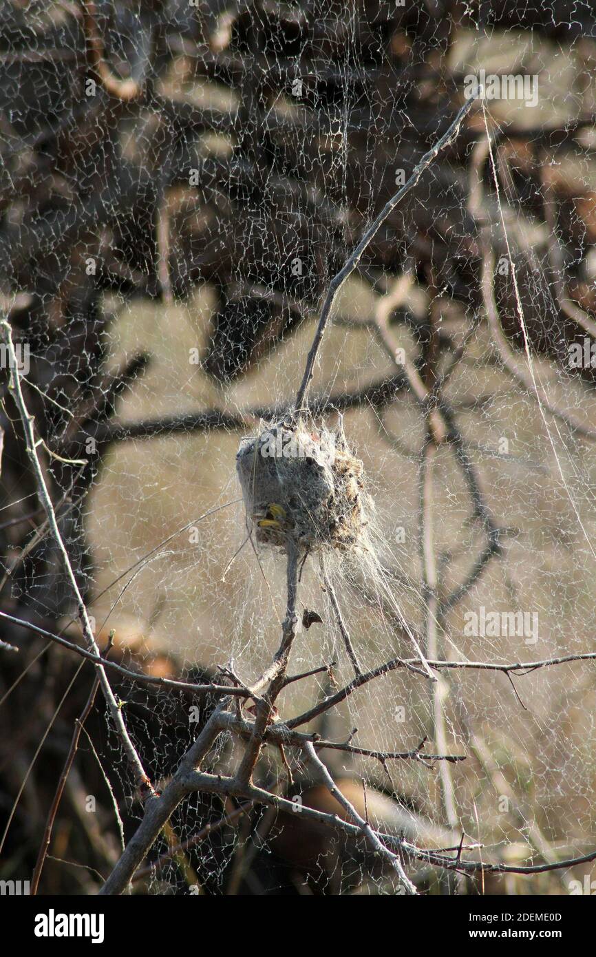 Grande nido ragno / web, Kruger National Park, Sudafrica Foto Stock