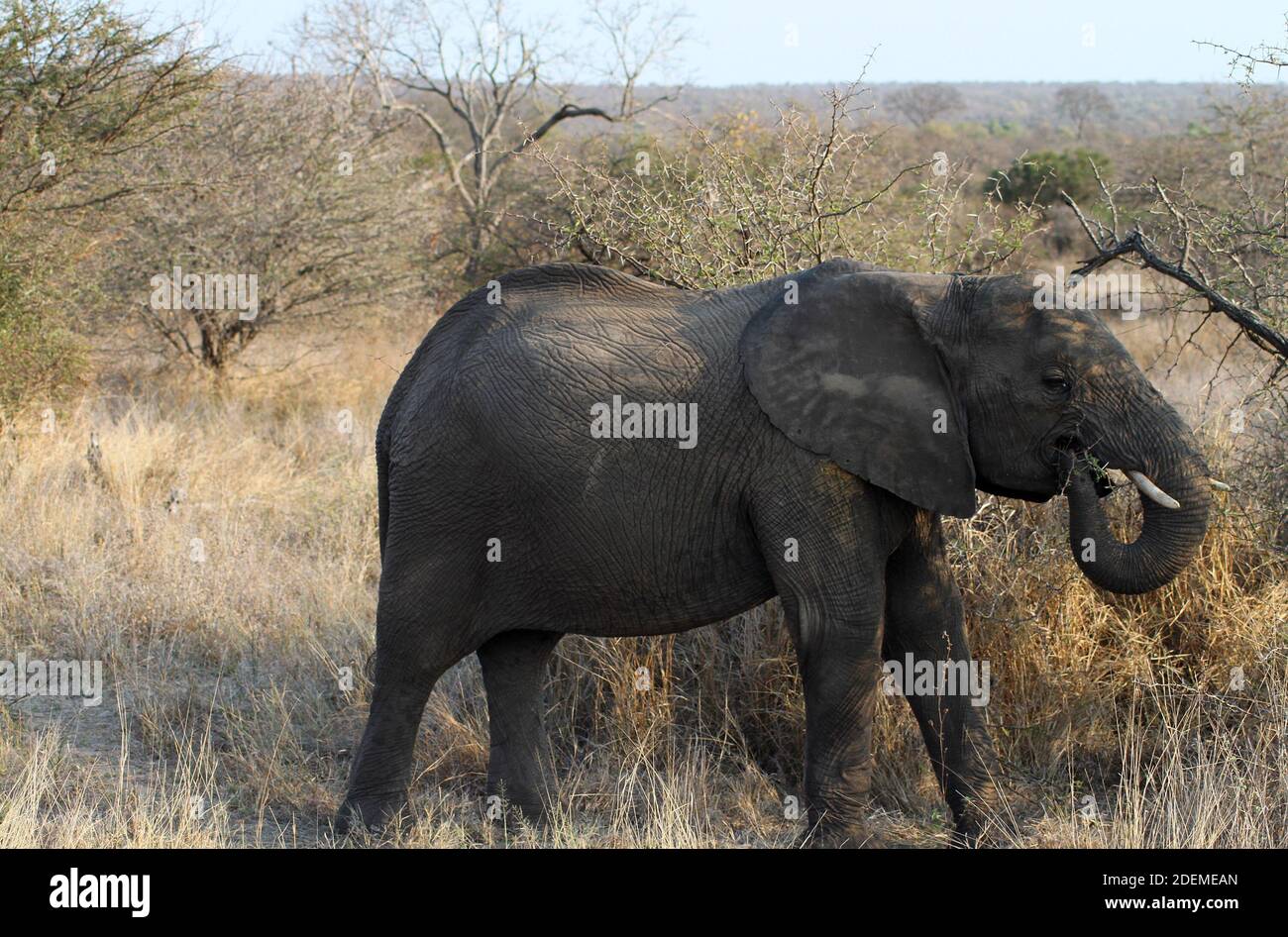 Elefante africano (Loxodonta), Kruger National Park, Sud Africa Foto Stock