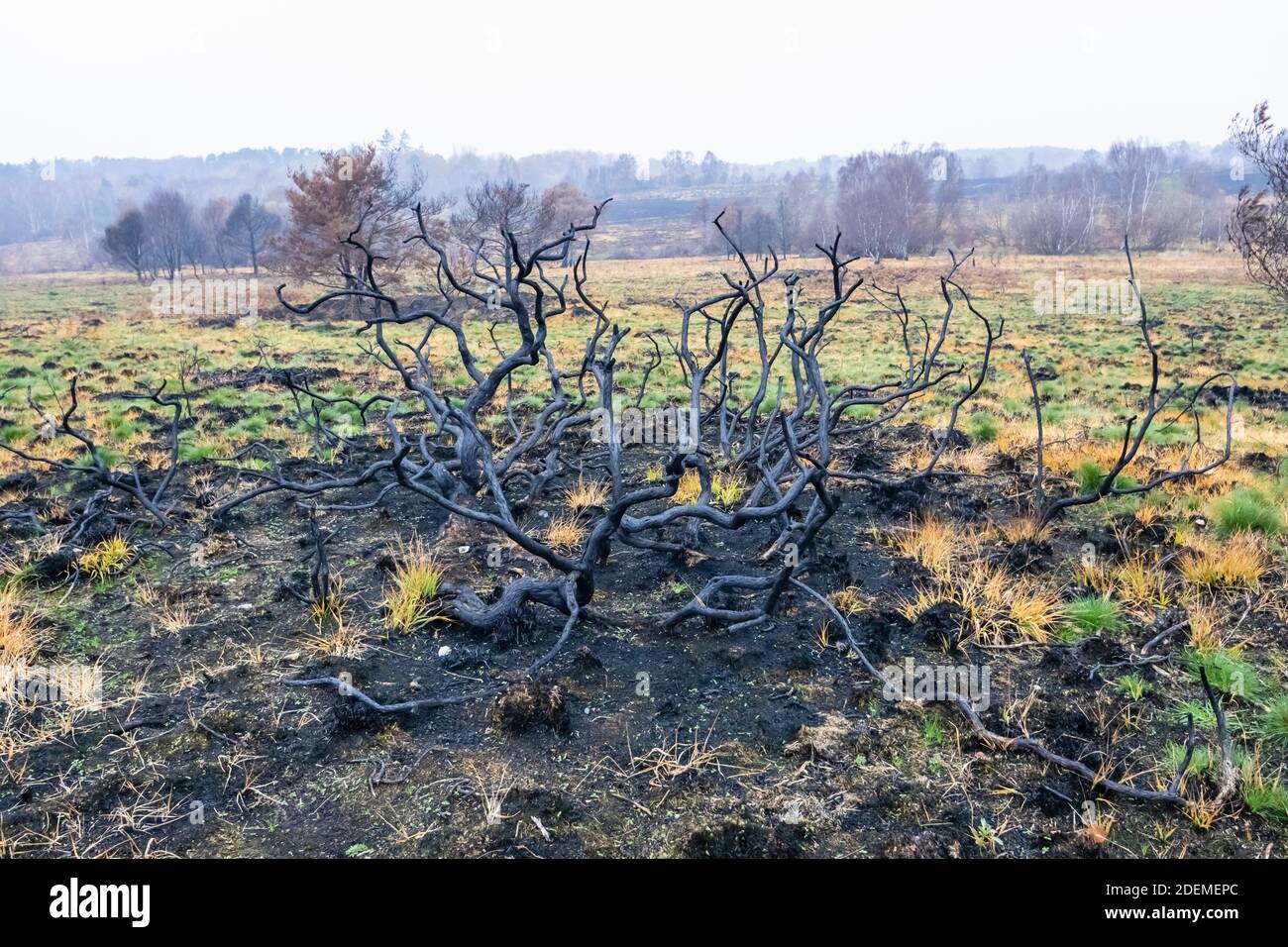 I resti anneriti e carrati di alberi e cespugli in Chobham Common a seguito di incendi di brughiera e di ripresa precoce della ricrescita, Chobham, Surrey Heath, Surrey Foto Stock