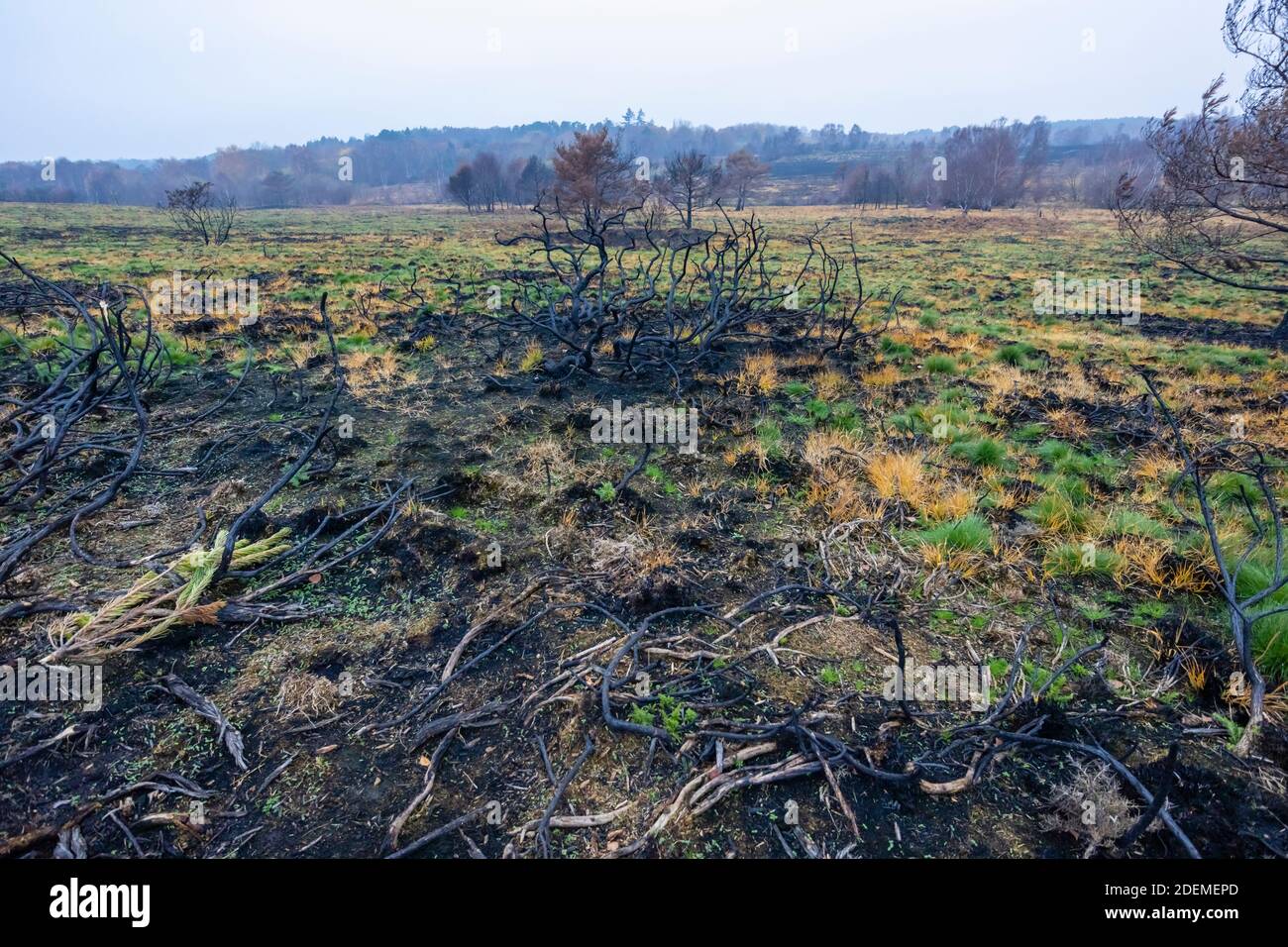 I resti anneriti e carrati di alberi e cespugli in Chobham Common a seguito di incendi di brughiera e di ripresa precoce della ricrescita, Chobham, Surrey Heath, Surrey Foto Stock