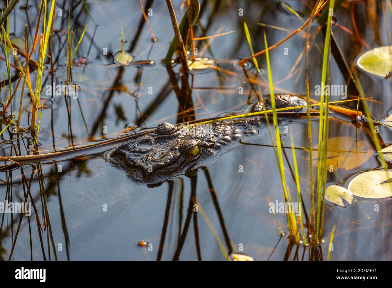 Testa di coccodrillo (Crocodylus niloticus) sommersa in acque poco profonde in un foro di irrigazione in concessione di Nxabega, Delta di Okavango, Botswana, Africa meridionale Foto Stock