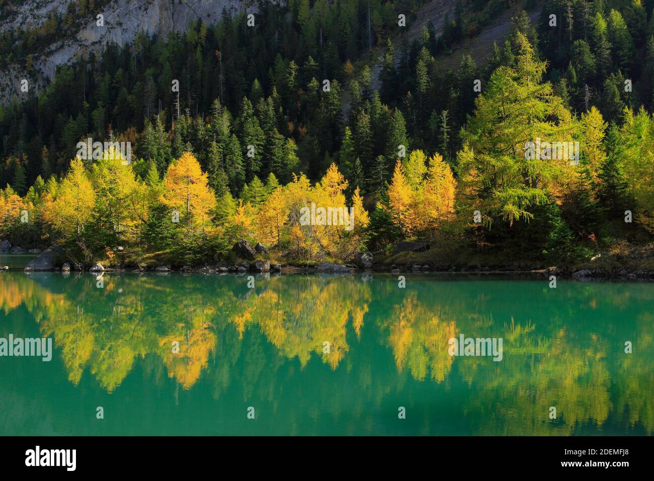 Geografia / viaggio, Svizzera, foresta di larice si specchiano in tarn, Vallese, diritti-aggiuntivi-liquidazione-Info-non-disponibile Foto Stock
