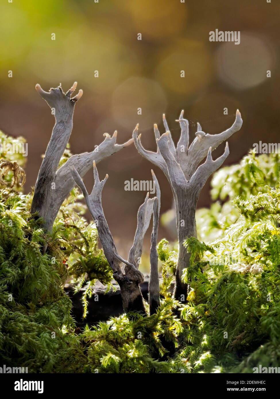 Candle Snuff Fungus (Xylaria hypoxylon), Dering Woods, Kent UK, immagine a fuoco sovrapposta Foto Stock