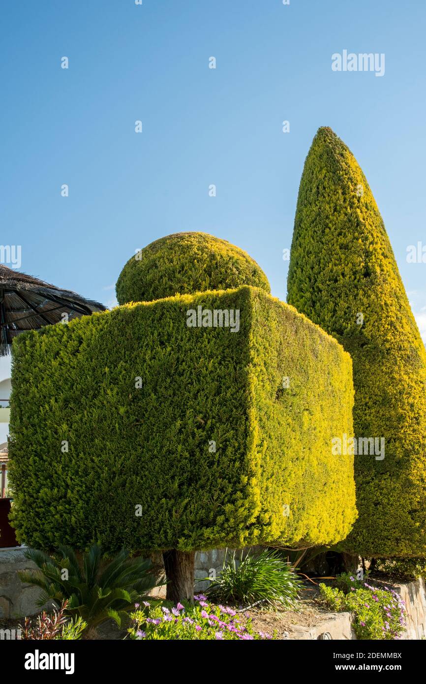 Conifere potate Foto Stock