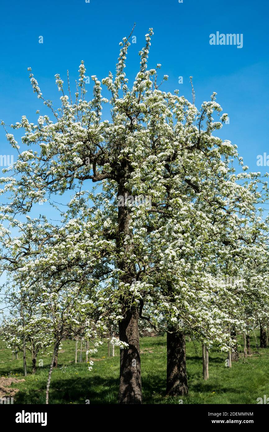 Vecchio albero di pera in fiore pieno Foto Stock