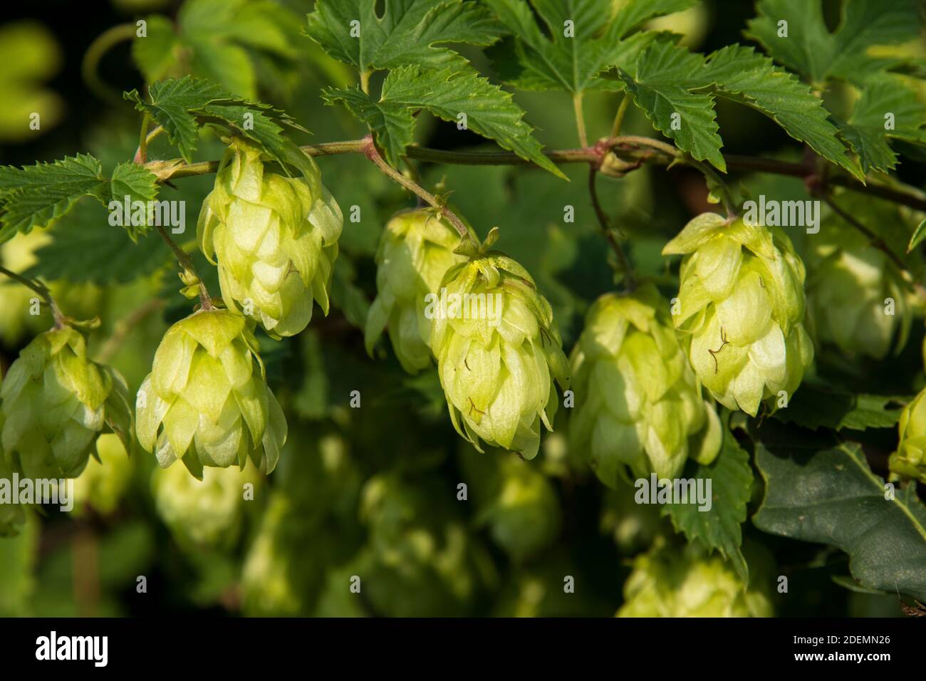 Hop campane di lupus Humulus Foto Stock