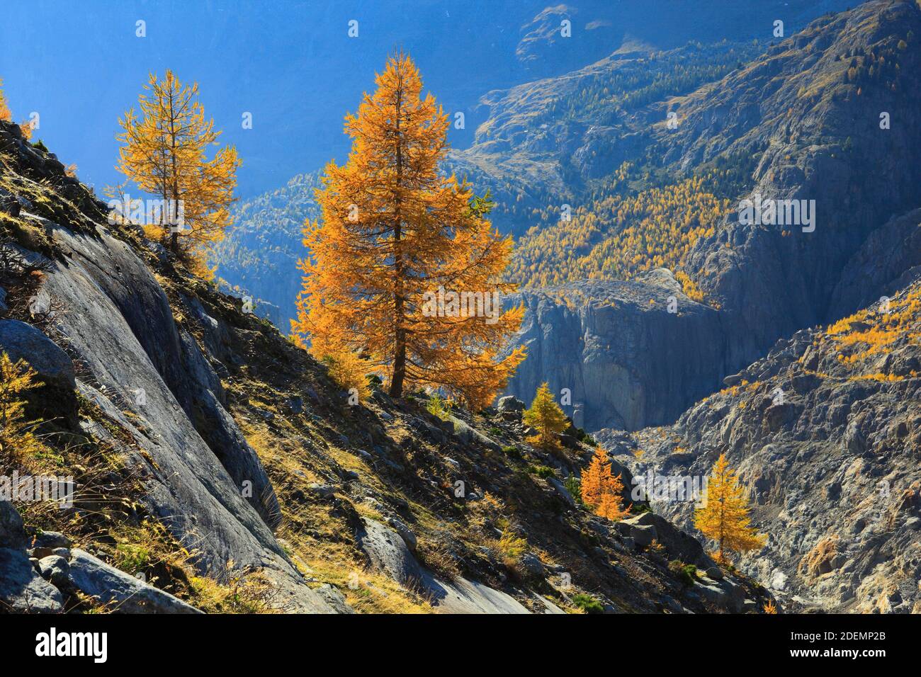 Geografia / viaggio, Svizzera, ghiacciaio Aletsch e larice, Vallese, Additional-Rights-Clearance-Info-not-available Foto Stock