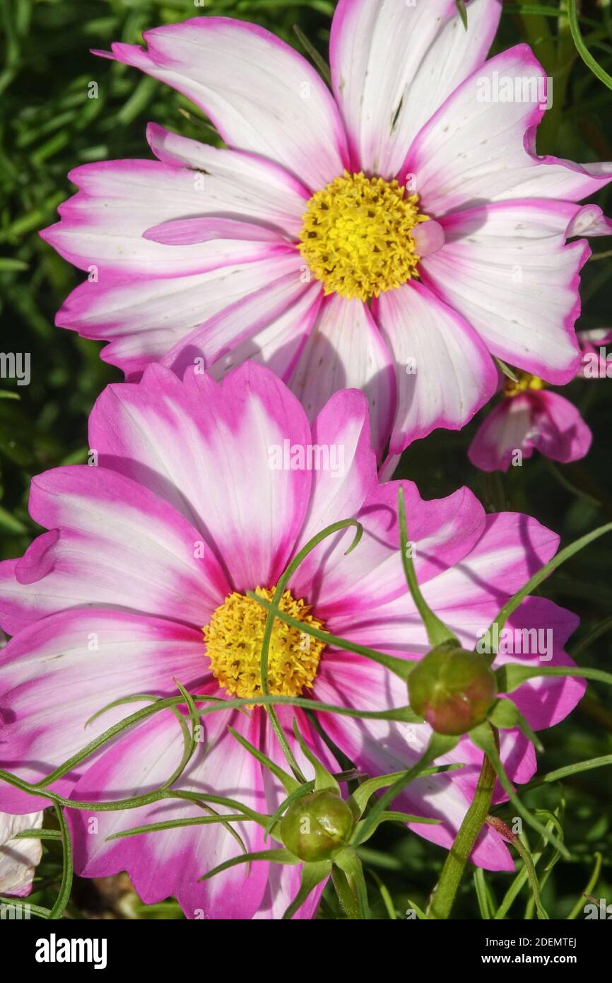 COSMOS bipinnatus "Candy Stripe" fiore rosa bianco Foto Stock