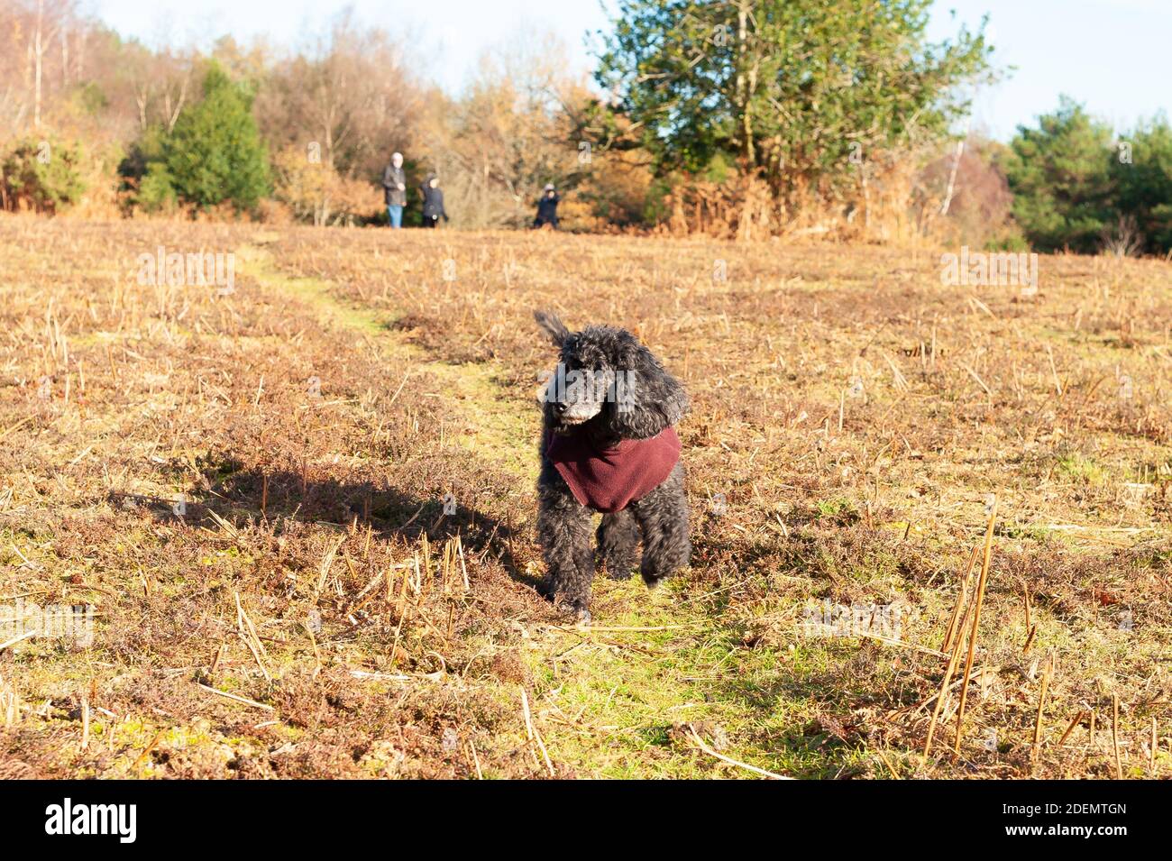 Godshill, Fordingbridge, New Forest, Hampshire, UK, 1 dicembre 2020, Meteo: Sole luminoso il primo giorno di inverno meteorologico. Un cane nero che indossa una sciarpa corre felicemente negli spazi aperti. Credit: Paul Biggins/Alamy Live News Foto Stock