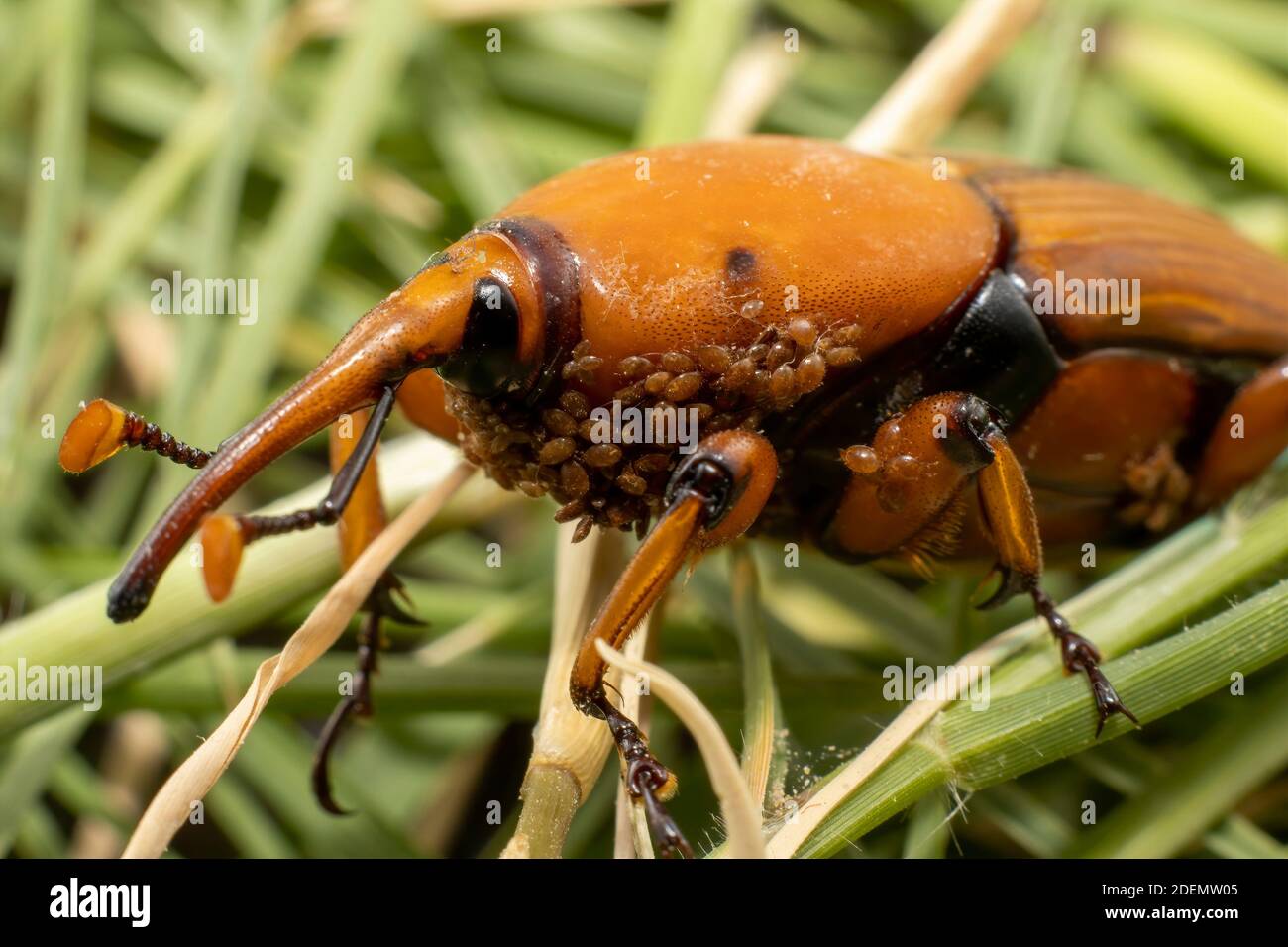 Una palma rossa Weevil con i bambini sul lato inferiore Foto Stock
