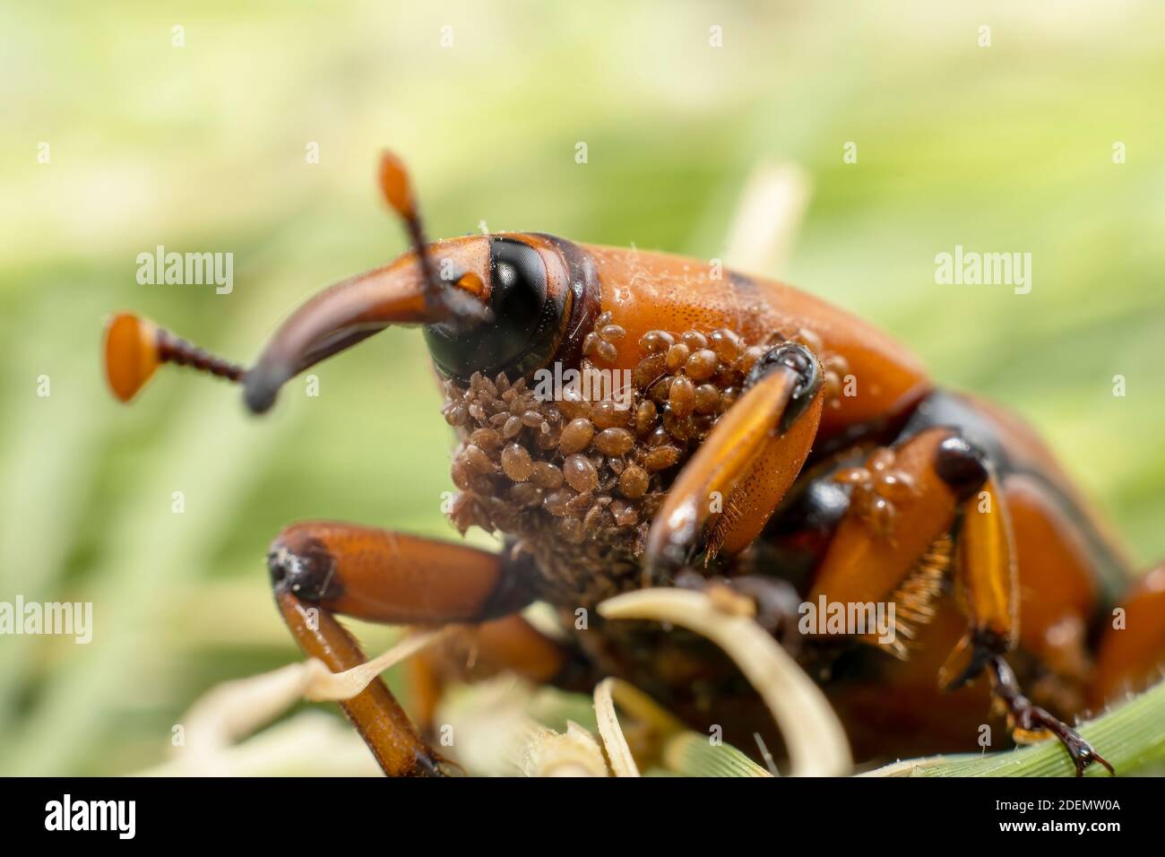 Una palma rossa Weevil con i bambini sul lato inferiore Foto Stock