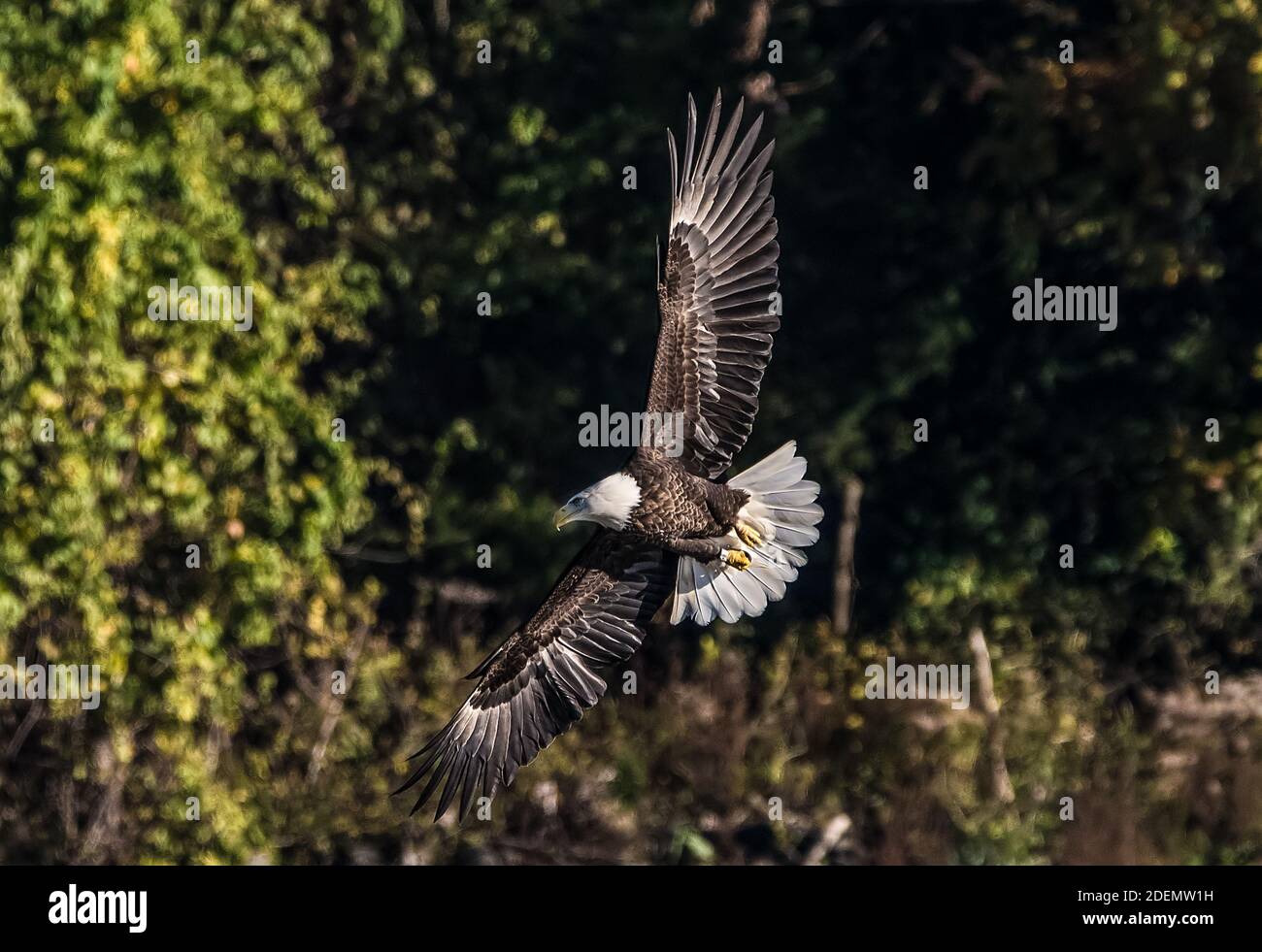 Aquila calva che si eleva di fronte a una foresta scura -1 Foto Stock