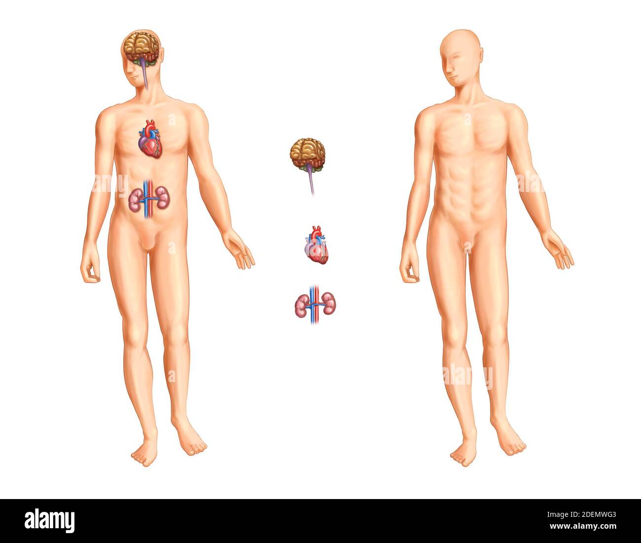 anatomia dell'organo e del cervello del corpo umano Foto Stock