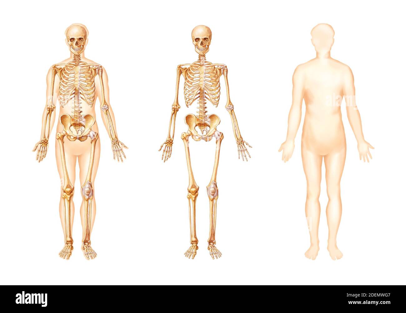 illustrazione anatomica ossea del corpo umano Foto Stock
