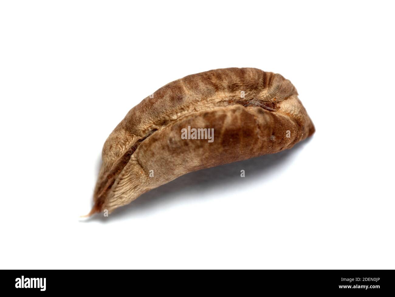 salvare il seme della data (o 'l'origine del mondo') Foto Stock
