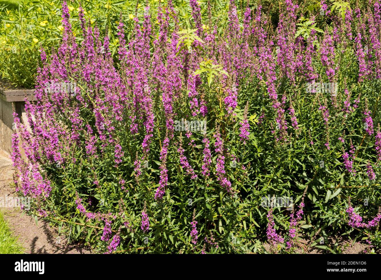 Loosewlife nel giardino Foto Stock