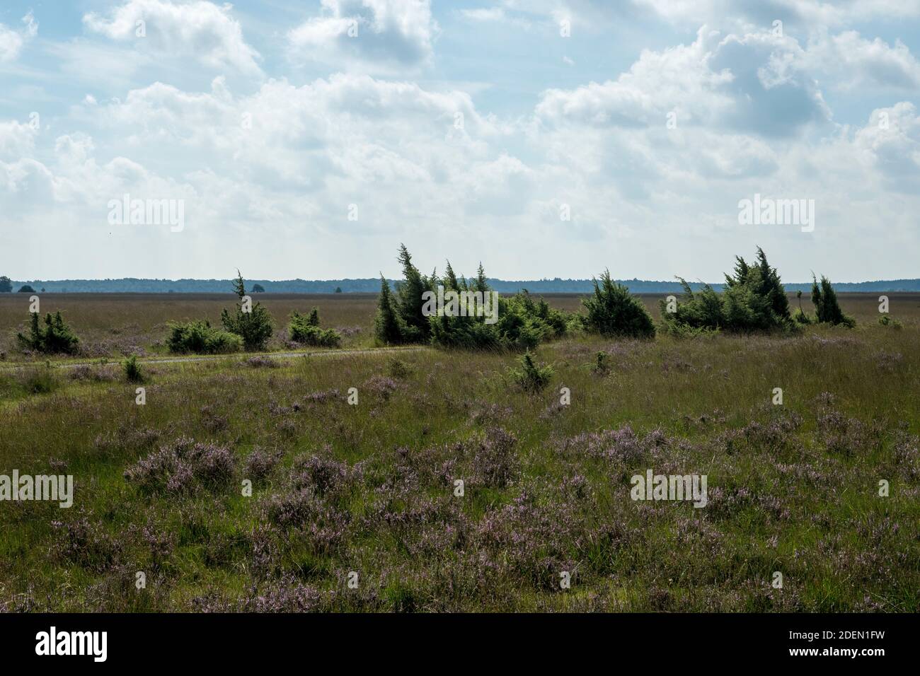 Juniperus communis al Dwingelder Veld nei Paesi Bassi Foto Stock
