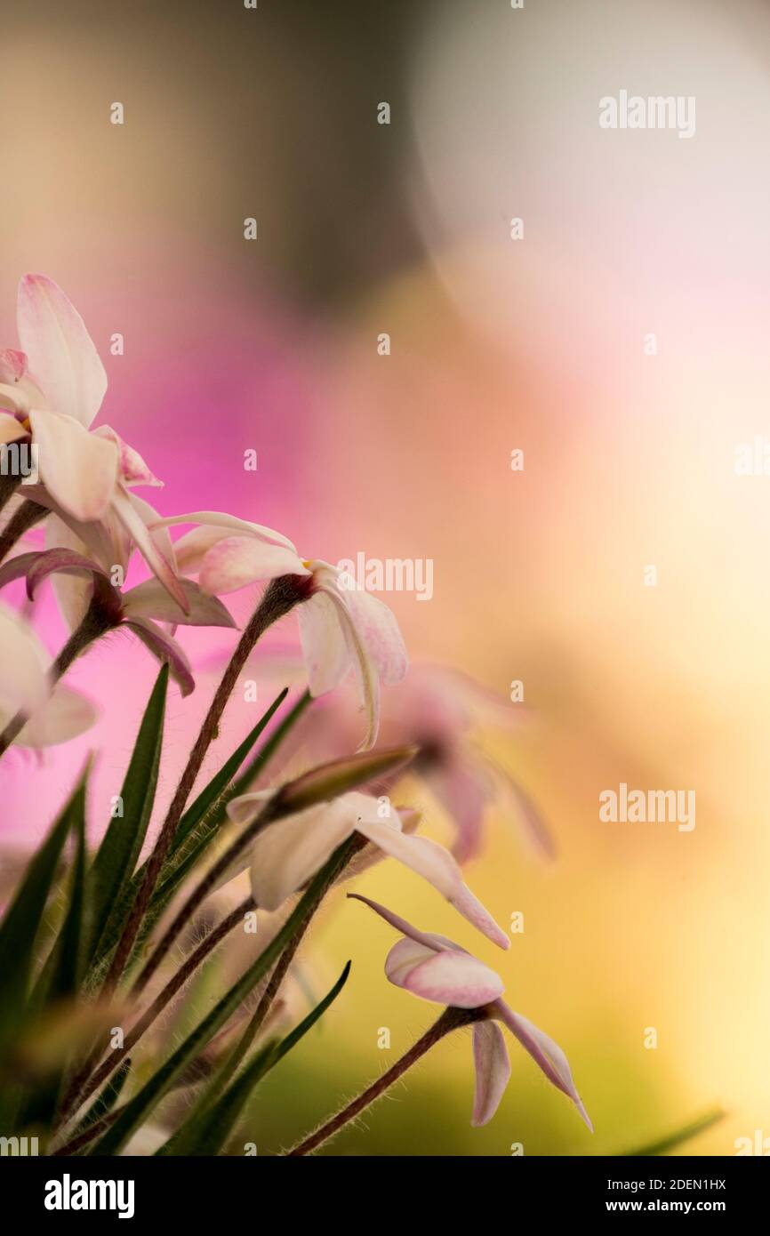 Fiori di Rhodohypoxis Foto Stock