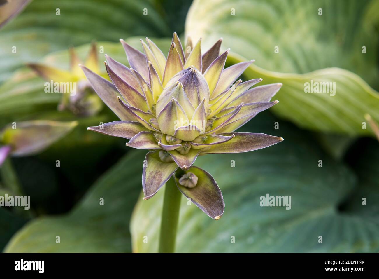 Hosta 'Blue Angel' Foto Stock