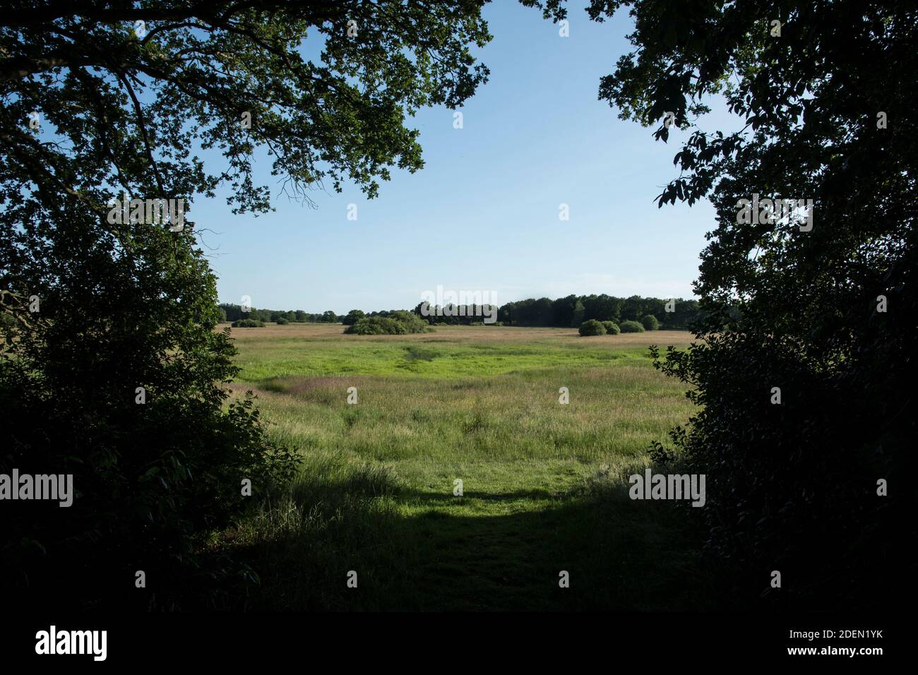 Riserva naturale Schipborgse Diep Foto Stock
