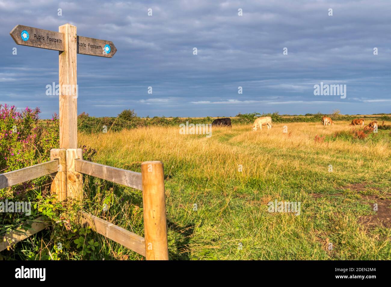 Sentiero pubblico attraverso il campo con mucche da pascolo su paludi di pascolo d'acqua dolce a Norfolk la mattina presto. Foto Stock