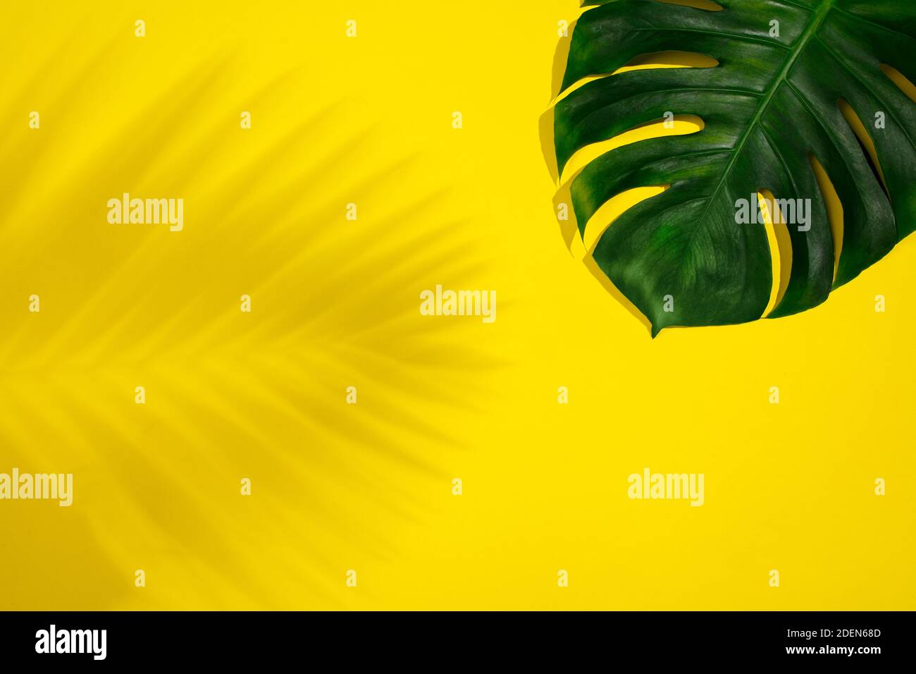 Foglia tropicale Monstera con ombra isolata su sfondo giallo. Foto Stock