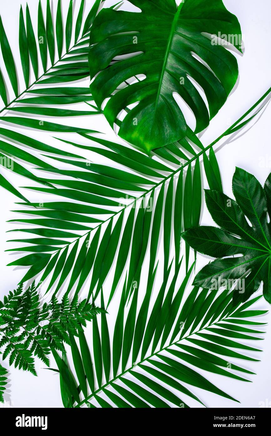 Foglie verdi piante esotiche senza giunture. Collage d'arte per stampa  floreale Foto stock - Alamy