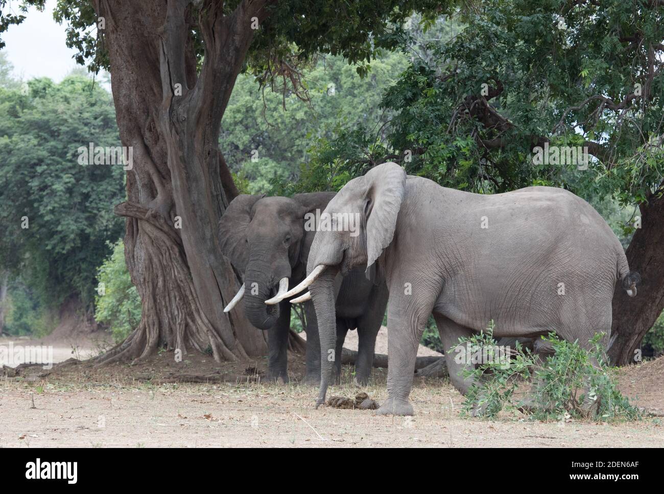 Due tori di elefanti africani maturi socializzano insieme sulla pianura alluvionale del fiume Zambesi nel Parco Nazionale di Mana Pools, Zimbabwe. Foto Stock